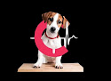 Conoce a Cardiología Veterinaria México Cdmx
