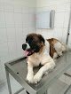 Conoce a Clínica Veterinaria De La Alcaldía Tlalpan