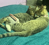 Conoce a Clinica Veterinaria Sagitario