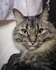 Conoce a Consultorio Veterinario Enki