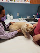 Conoce a Cvf Centro Veterinario Felino