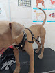 Conoce a Estética Canina Leo Y Servicio Veterinario