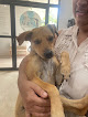 Conoce a Mascota Caribeña